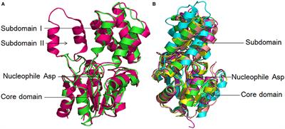 Mini Review: Advances in 2-Haloacid Dehalogenases